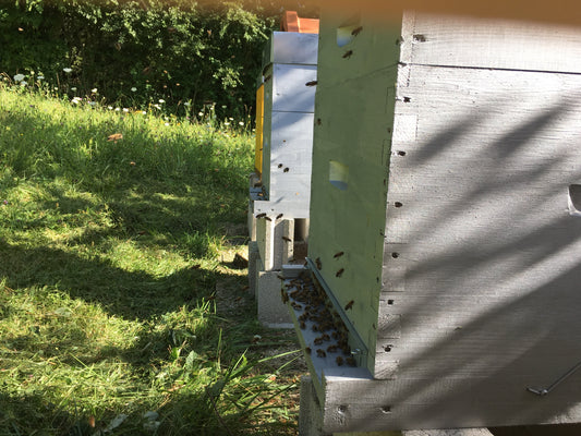 Les défis des apiculteurs dans l’Auxois : Gérer la chaleur et les ressources en eau