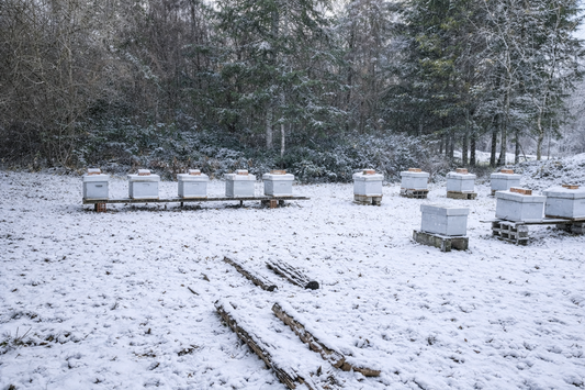 Les abeilles en hiver : comment les colonies traversent le froid dans l’Auxois
