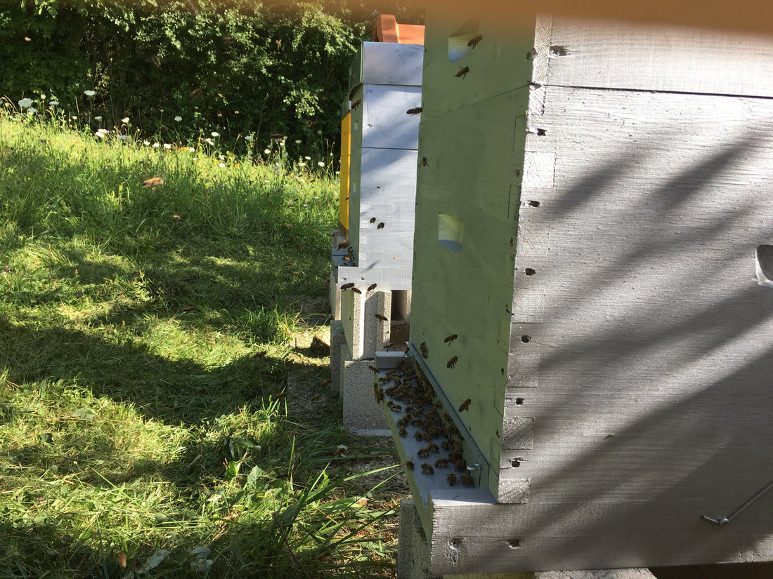 Les défis des apiculteurs dans l’Auxois : Gérer la chaleur et les ressources en eau