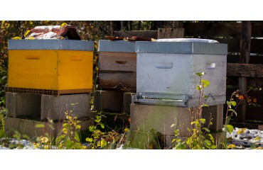 Le froid, les abeilles et l’apiculteur