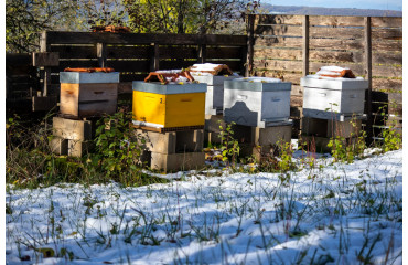 L'incroyable adaptation des abeilles durant l'hiver : découvrez ce qui se passe dans la ruche