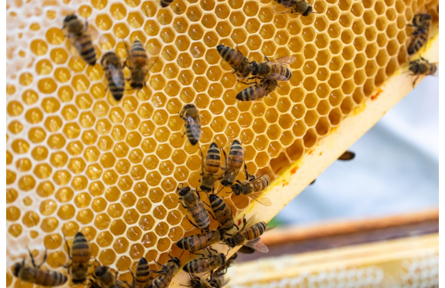 Le miel de fleurs sauvages : le remède naturel pour votre santé